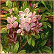 енка